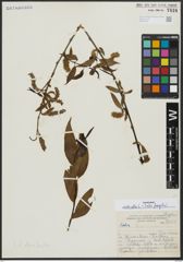 Foto von Salix alba L. x Salix fragilis L.